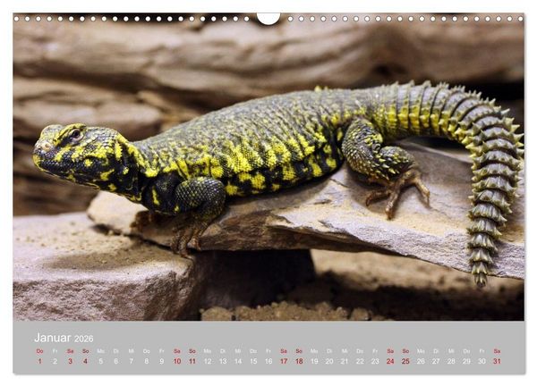 Produktbild: Terrarientiere (Wandkalender 2026 DIN A3 quer), CALVENDO Monatskalender