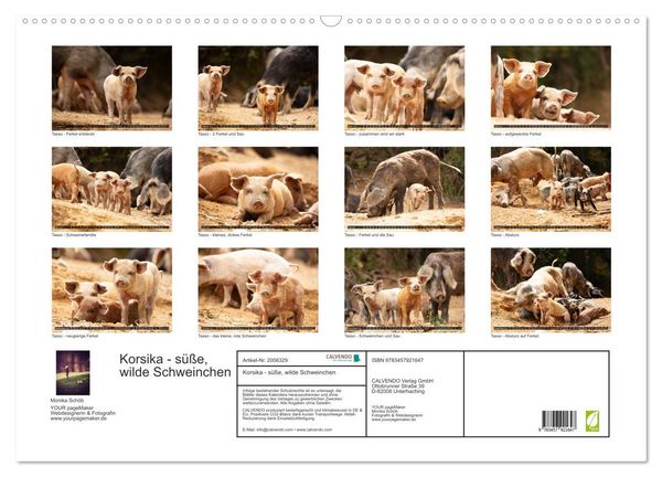 Produktbild: Korsika - s&uuml;&szlig;e, wilde Schweinchen (Wandkalender 2026 DIN A2 quer), CALVENDO Monatskalender
