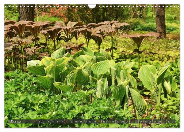Produktbild: Hosta Staude mit Herz (Wandkalender 2026 DIN A3 quer), CALVENDO Monatskalender