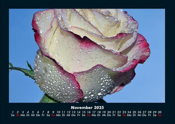 Produktbild: Rosen-Kalender 2025 Fotokalender DIN A4