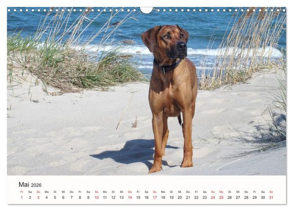Produktbild: Rhodesian Ridgeback Sch&ouml;nheit aus Afrika (Wandkalender 2026 DIN A3 quer), CALVENDO Monatskalender