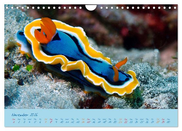 Produktbild: Sea Slugs - Little Wonders - Pure Beauties (Wall Calendar 2026 DIN A4 landscape), CALVENDO 12 Month Wall Calendar