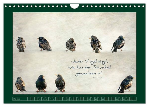 Produktbild: Stare und Weisheiten (Wandkalender 2026 DIN A4 quer), CALVENDO Monatskalender