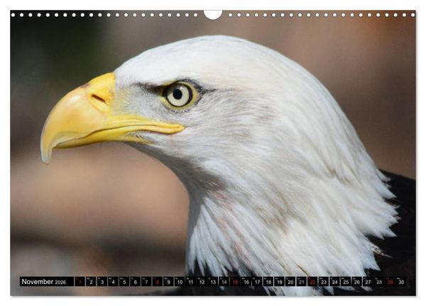 Produktbild: Adler und Greife - K&ouml;nige des Himmels (Wandkalender 2026 DIN A3 quer), CALVENDO Monatskalender