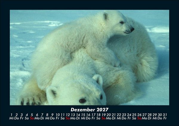 Produktbild: Tierkalender 2027 Fotokalender DIN A5