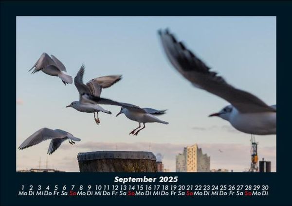 Produktbild: M&ouml;wen 2025 Fotokalender DIN A5