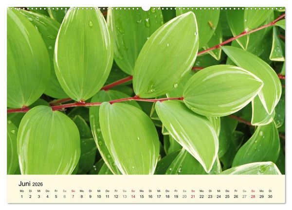 Produktbild: Kraftquelle Gr&uuml;n (Wandkalender 2026 DIN A2 quer), CALVENDO Monatskalender