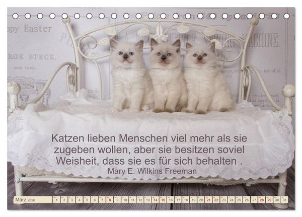 Produktbild: Samtpfoten Lebendige Poesie (Tischkalender 2026 DIN A5 quer), CALVENDO Monatskalender