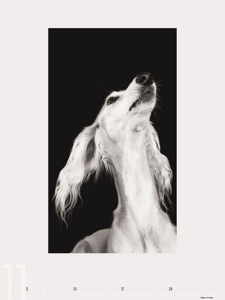 Produktbild: Dogs 2013 - Ruth Marcus