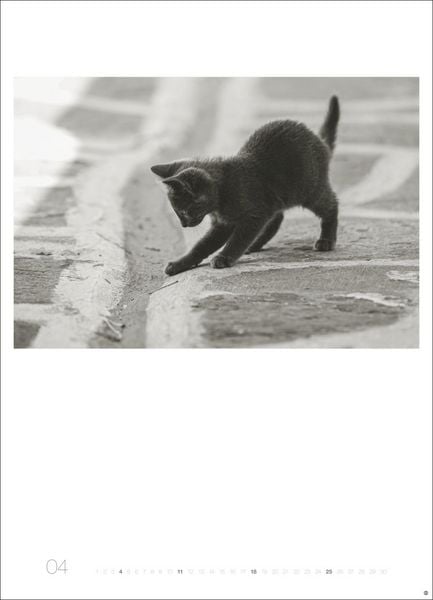 Produktbild: Cats Edition Kalender 2027