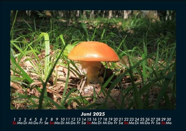 Produktbild: Pilzkalender 2025 Fotokalender DIN A5