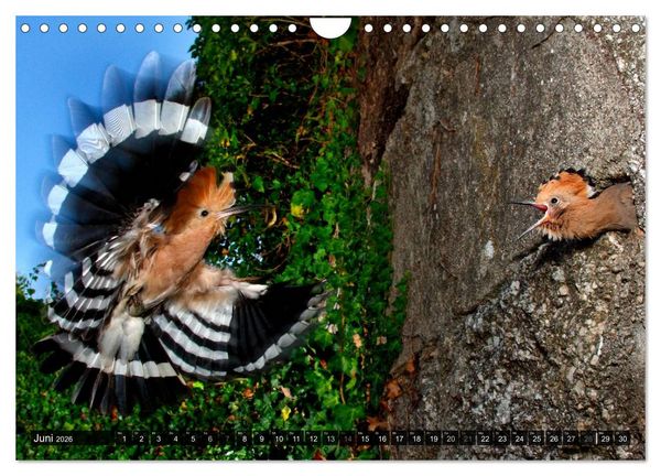 Produktbild: V&Ouml;GEL (Wandkalender 2026 DIN A4 quer), CALVENDO Monatskalender