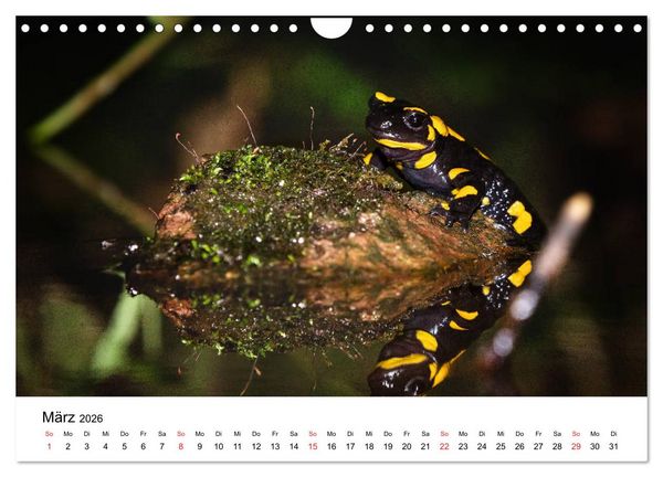 Produktbild: Unsere heimische Tierwelt (Wandkalender 2026 DIN A4 quer), CALVENDO Monatskalender