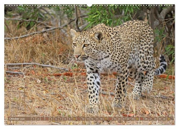 Produktbild: L&ouml;wen und Leoparden - Begegnungen in Afrika (Wandkalender 2026 DIN A2 quer), CALVENDO Monatskalender