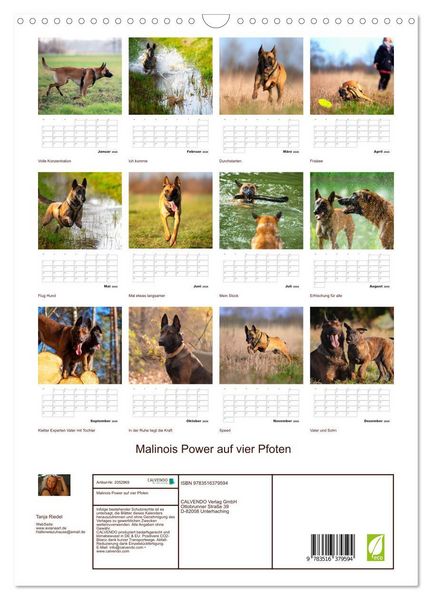 Produktbild: Malinois Power auf vier Pfoten (Wandkalender 2026 DIN A3 hoch), CALVENDO Monatskalender