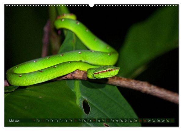 Produktbild: Borneo - Tierparadies Regenwald (hochwertiger Premium Wandkalender 2026 DIN A2 quer), Kunstdruck in Hochglanz