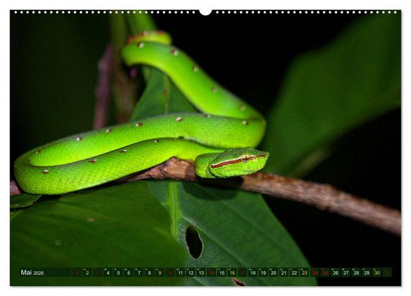 Produktbild: Borneo - Tierparadies Regenwald (Wandkalender 2026 DIN A2 quer), CALVENDO Monatskalender