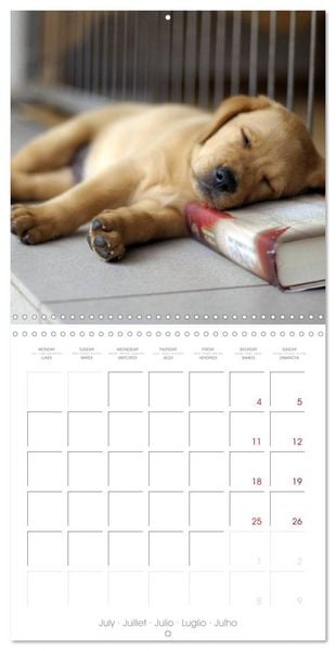 Produktbild: Labrador Retriever Puppies (Wall Calendar 2026 12 &times; 12 Inch) CALVENDO 12 Month Wall Calendar