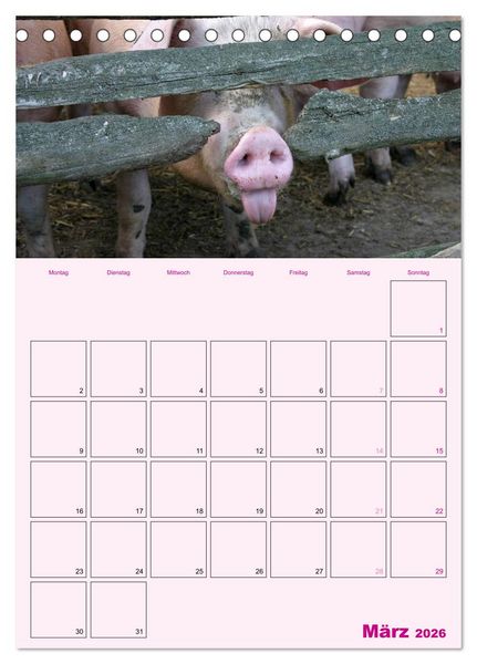 Produktbild: Schweinischer Terminplaner (Tischkalender 2026 DIN A5 hoch), CALVENDO Monatskalender