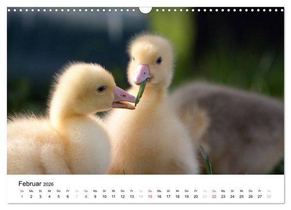 Produktbild: Bunte Welt des Bauernhofs (Wandkalender 2026 DIN A3 quer), CALVENDO Monatskalender