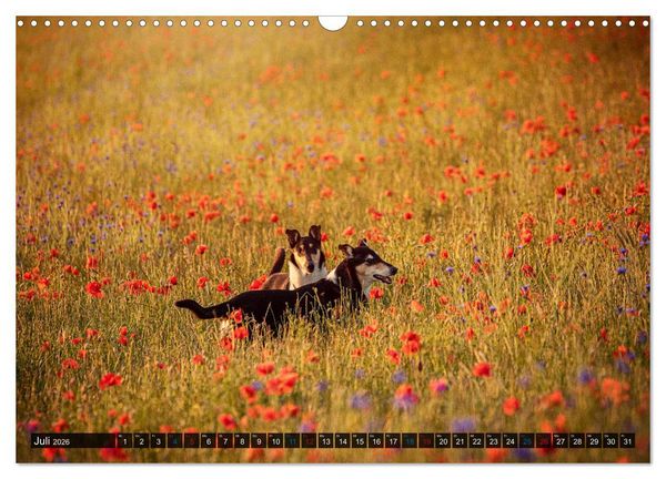 Produktbild: Smooth Collies (Wandkalender 2026 DIN A3 quer), CALVENDO Monatskalender