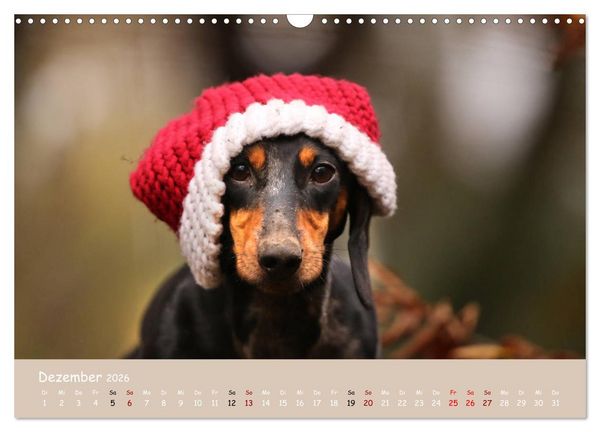 Produktbild: Dackel - lustige Gesellen auf kurzen Beinchen (Wandkalender 2026 DIN A3 quer), CALVENDO Monatskalender