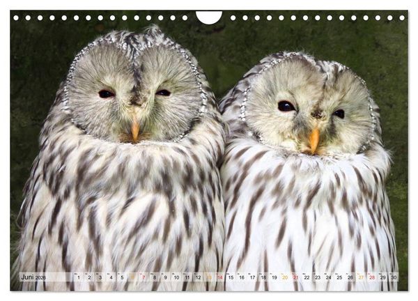 Produktbild: Majest&auml;tische Greifv&ouml;gel (Wandkalender 2026 DIN A4 quer), CALVENDO Monatskalender