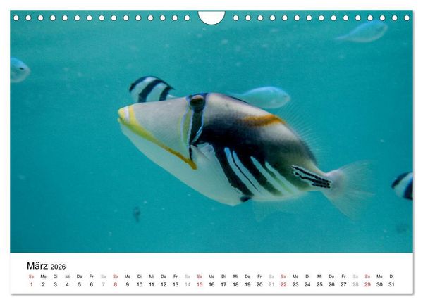 Produktbild: Unterwasserwelt der Malediven I (Wandkalender 2026 DIN A4 quer), CALVENDO Monatskalender