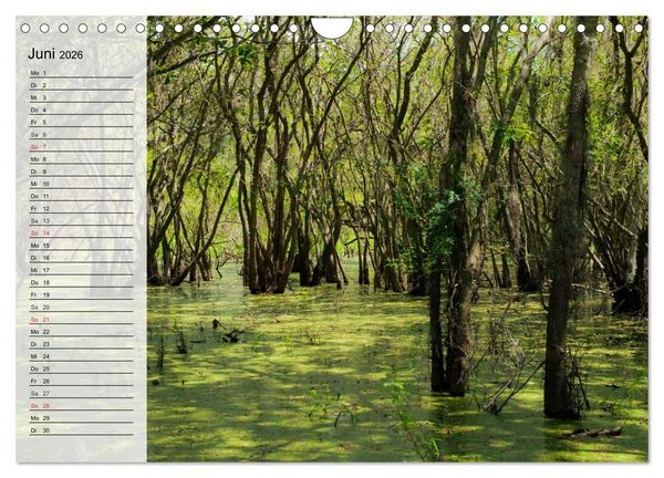 Produktbild: FLORIDA Idyllischer Sonnenscheinstaat (Wandkalender 2026 DIN A4 quer), CALVENDO Monatskalender