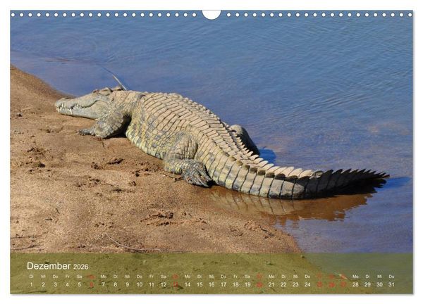 Produktbild: Alligatoren und Co. (Wandkalender 2026 DIN A3 quer), CALVENDO Monatskalender