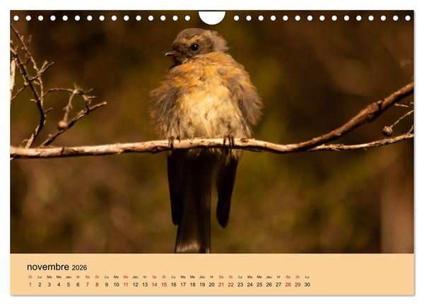 Produktbild: Oiseaux de Nouvelle-Z&eacute;lande (Calendrier mural 2026 DIN A4 vertical), CALVENDO calendrier mensuel