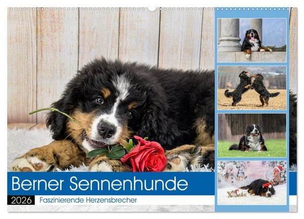 Berner Sennenhunde - Faszinierende Herzensbrecher (Wandkalender 2026 DIN A2 quer), CALVENDO Monatskalender