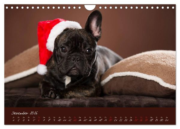 Produktbild: Franz&ouml;sische Bulldoggen (Wandkalender 2026 DIN A4 quer), CALVENDO Monatskalender