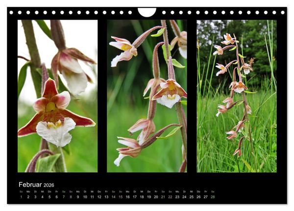 Produktbild: Heimische Orchideen im Dreierpack (Wandkalender 2026 DIN A4 quer), CALVENDO Monatskalender