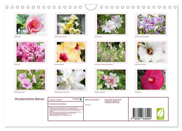 Produktbild: Wundersch&ouml;ne Malven (Wandkalender 2026 DIN A4 quer), CALVENDO Monatskalender