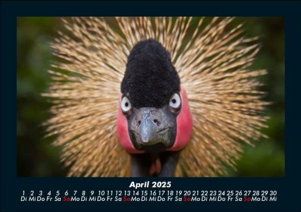 Produktbild: Welt der V&ouml;gel 2025 Fotokalender DIN A5