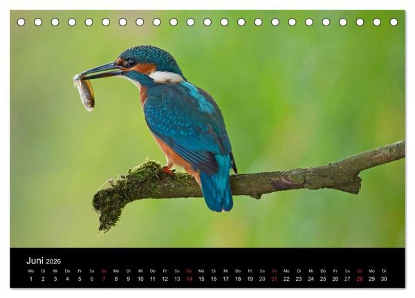 Produktbild: Der Eisvogel...fliegendes Juwel (Tischkalender 2026 DIN A5 quer), CALVENDO Monatskalender