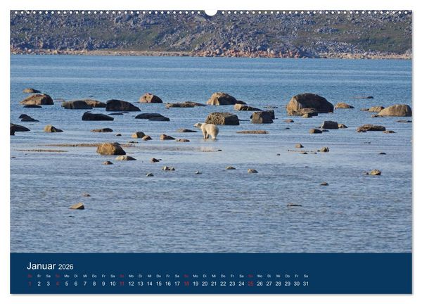 Produktbild: Das Leben der etwas "anderen" Eisb&auml;ren! (Wandkalender 2026 DIN A2 quer), CALVENDO Monatskalender