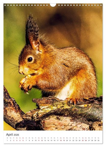 Produktbild: Niedlicher Nager - Das Eichh&ouml;rnchen (Wandkalender 2026 DIN A3 hoch), CALVENDO Monatskalender