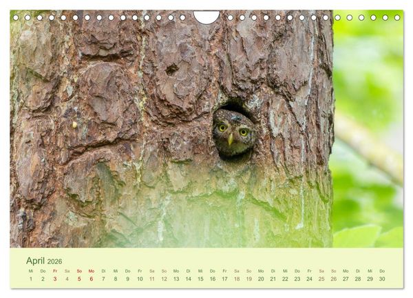 Produktbild: Eulen und M&auml;use (Wandkalender 2026 DIN A4 quer), CALVENDO Monatskalender