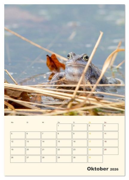 Produktbild: Moorfrosch Geheimnisse &ndash; Farben, Flirts & Froschkonzerte - Tanja Riedel (Wandkalender 2026 DIN A4 hoch), CALVENDO Monatskalender