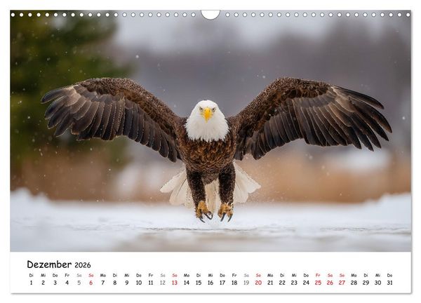 Produktbild: Majest&auml;tische Wei&szlig;kopfseeadler - Der K&ouml;nig der L&uuml;fte (Wandkalender 2026 DIN A3 quer), CALVENDO Monatskalender