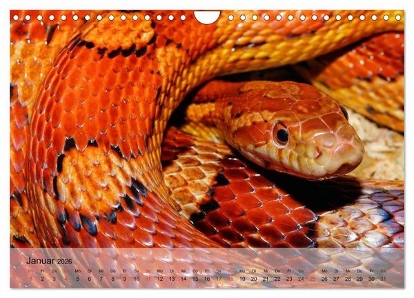 Produktbild: Reptilien Schlangen, Echsen und Co. (Wandkalender 2026 DIN A4 quer), CALVENDO Monatskalender