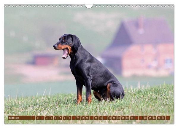 Produktbild: Brandlbracken (Wandkalender 2026 DIN A3 quer), CALVENDO Monatskalender