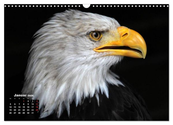 Produktbild: Greifv&ouml;gel, Eulen und K&auml;uze (Wandkalender 2026 DIN A3 quer), CALVENDO Monatskalender