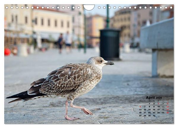 Produktbild: Wie ein Vogel in Rovinj! (Wandkalender 2026 DIN A4 quer), CALVENDO Monatskalender