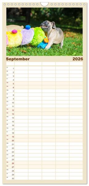 Produktbild: Familienplaner 2026 - Kleine Helden - Franz&ouml;sische Bulldoggen mit 5 Spalten (Wandkalender, 21 x 45 cm) CALVENDO