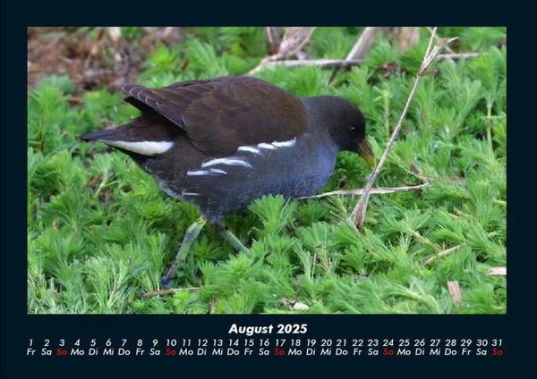 Produktbild: V&ouml;gel 2025 Fotokalender DIN A4