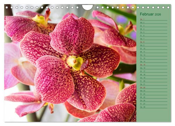 Produktbild: Farbzauber Natur Orchideen - CH Version (Wandkalender 2026 DIN A4 quer), CALVENDO Monatskalender