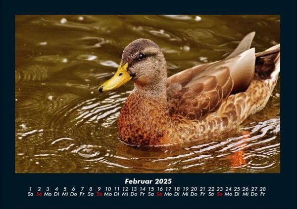 Produktbild: Enten 2025 Fotokalender DIN A4
